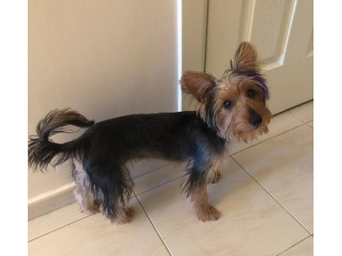 Yavru yorkshire terrier 6 aylık