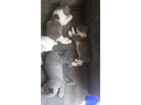 Anne baba orjinal british shorthair