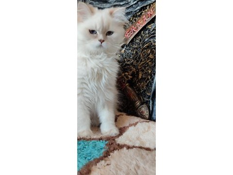 British longhair golden point cy11 33 full şecereli