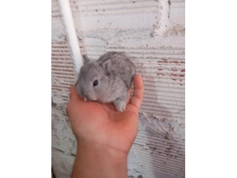 Cüce tavşan yavruları