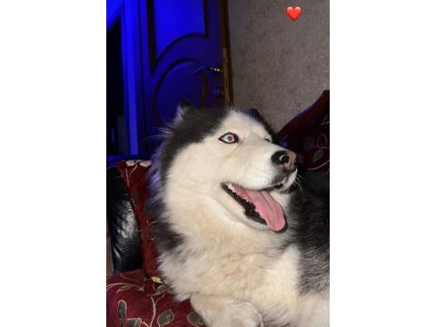 Husky köpeğimize acil yuva aranıyor