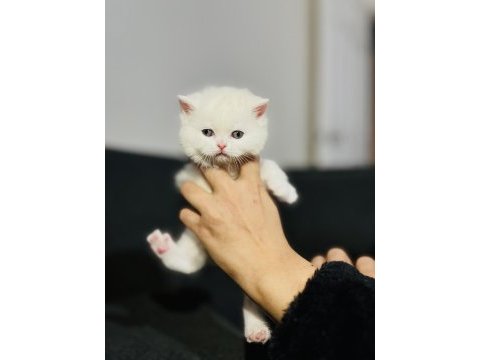 Irk garantili british shorthair yavrularımız