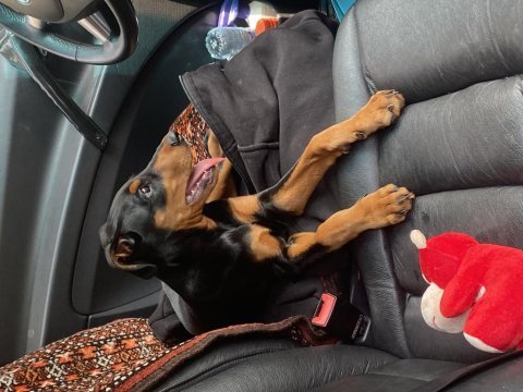 Acil satılık aşıları yapılmış doberman