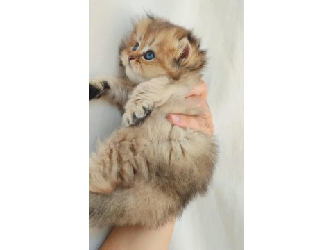 British longhair golden
