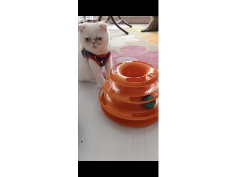 Safkan beyaz mavi göz scottish fold