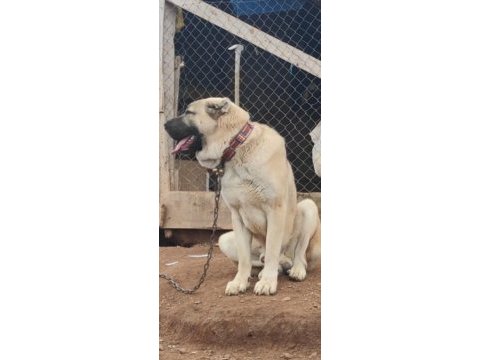 Anadolu çoban köpeği