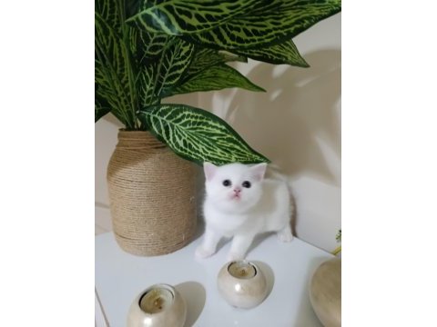 Sevimli british shorthair bebekler