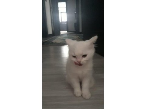 Scottish fold kediler