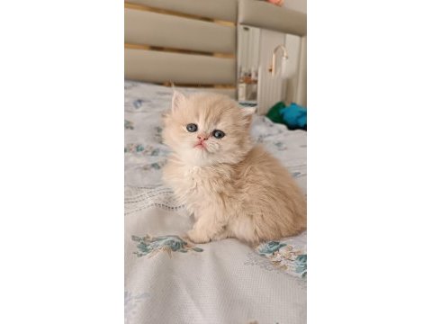 Çikolata golden safkan british yavrular