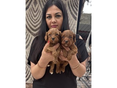 Poodle ayarında maltipoo yavrularım
