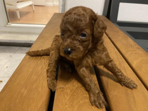 Red brown toy poodle yavruları