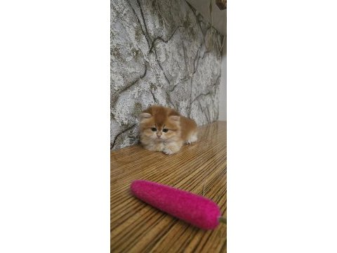 Kaliteli golden ve golden point bebek kediler