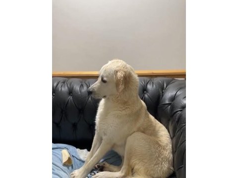 2 buçuk yaşında dişi labrador