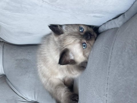 Mavi gözlü bebek kediler