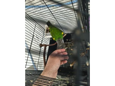 Acil spalgen papağanı