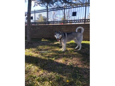 2 buçuk yaşında safkan dişi husky (sibirya kurdu)