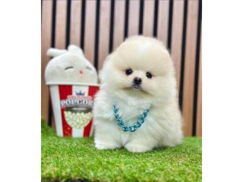 Safkan pomeranian boo yavrularımız
