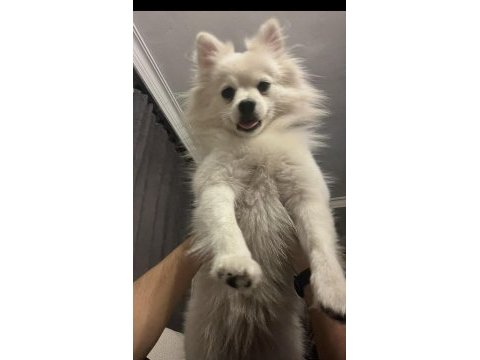 İlgilenemediğimiz için 2 yaşına yakın pomeranian spitz