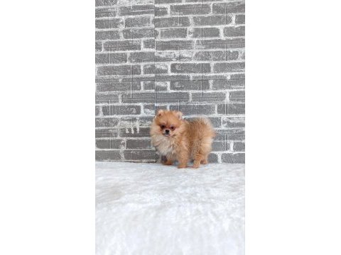 Pomeranian dişi yavrumuz