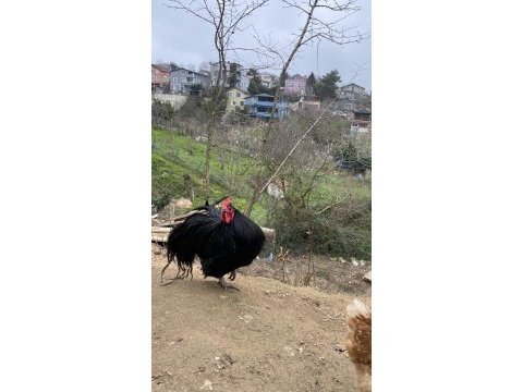 A kalite australorp ve sılver wyandotte horozlar
