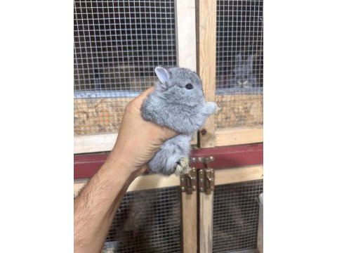Safkan evcil tavşan yavruları her yere gönderim