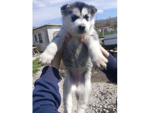 Saf husky (sibirya kurdu) uygun fiyatlı
