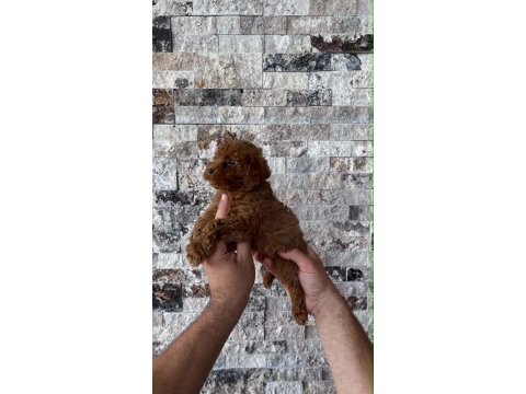 Biblo güzelliğinde red brown teacup poodle bebekler