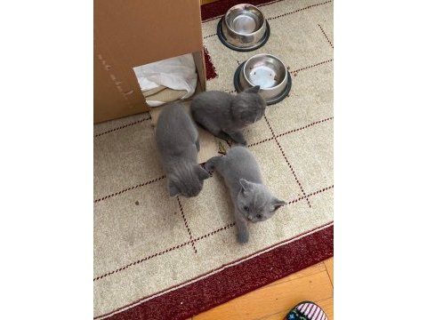 Safkan british shorthair