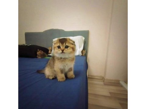 Scottish fold golden bebekler