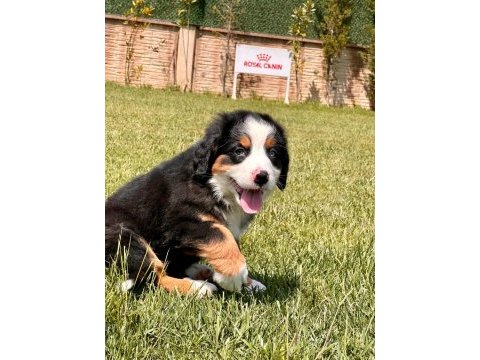 Bernese yavruları sağlık ve ırk garantili