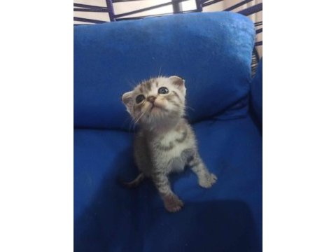 Sahiplendirilecek scottish fold
