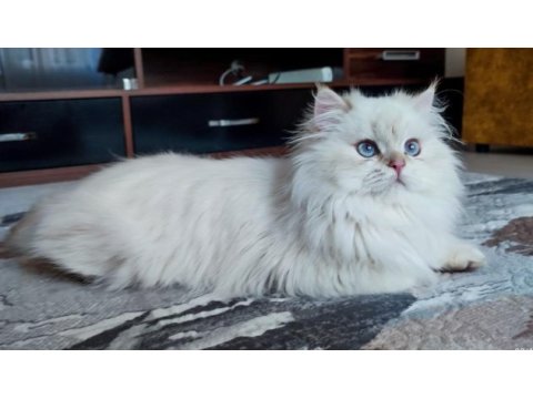 Safkan british blue point yavrular