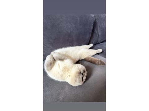 Scottish fold kedimiz