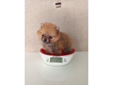 400 gram pomeranian