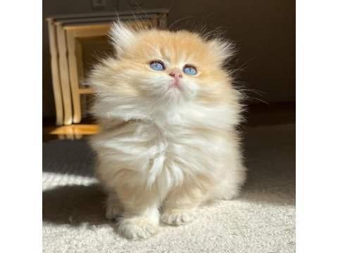British longhair ny11 ny12 bebekler yeni ailelerini bekliyor