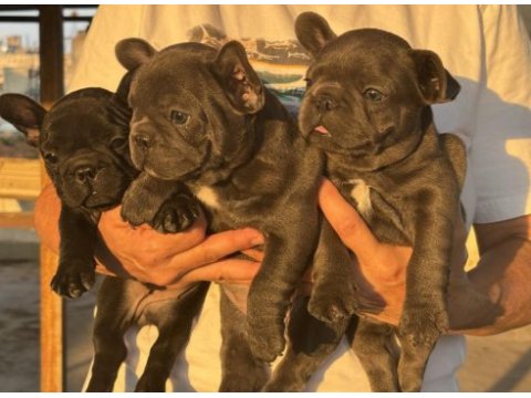 Kaliteli kan hattına sahip french bulldog yavruları