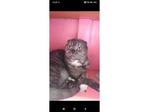 Scottish fold dişi kedimiz