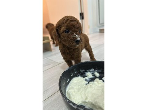 Toy poodle köpeği