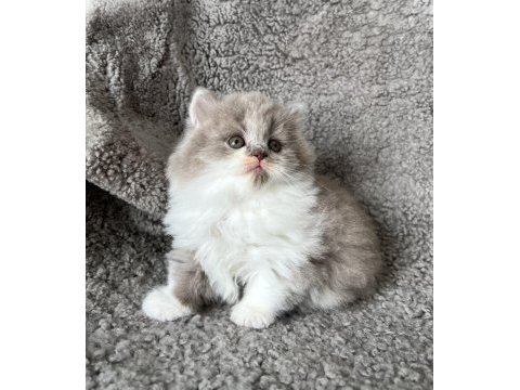 Dişi bicolor lilac long perfect british longhair