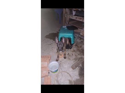Belçika malinois 4 aylık dişi