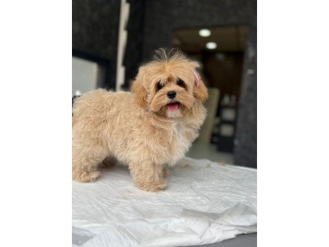 Tea cup maltipoo yavrulari istanbul