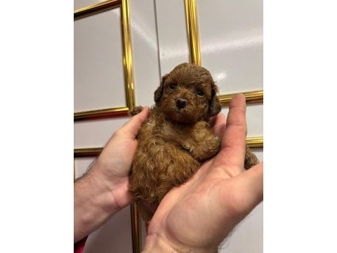 Güzeler güzeli kilo garantili poodle bebekler