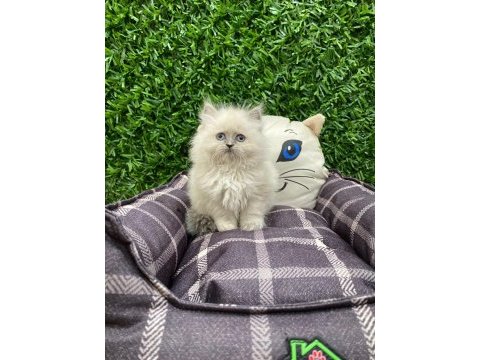 British longhair blue point yavrularımız