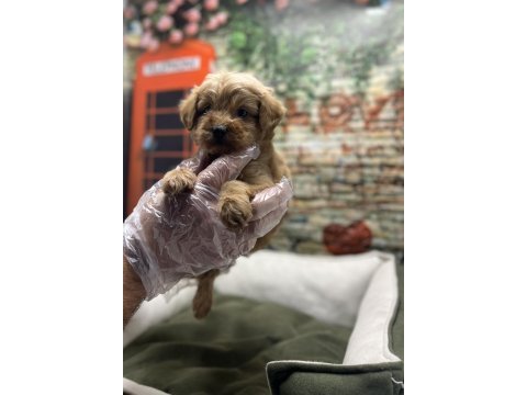 Maltipoo red erkek yavrumuz @petclubadanaa