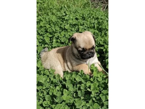 Şaşkın bakışlım pug yavrularım