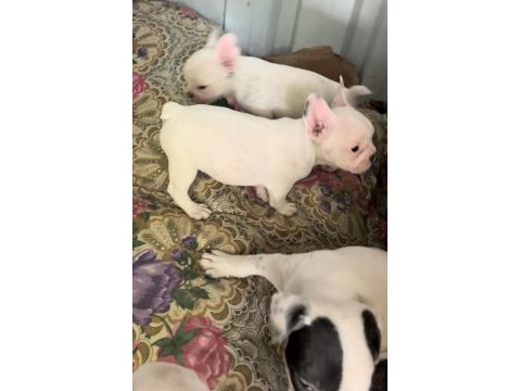 2 aylık aşılı french bulldog yavrular
