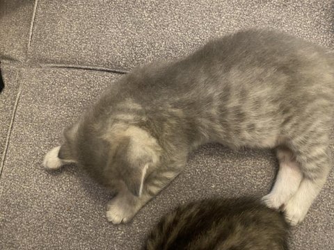 2 aylık 3 adet yavru kedi