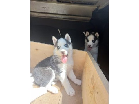 Safkan husky yavruları