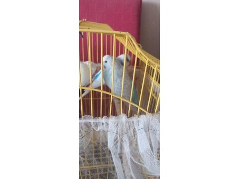 Çift yavru veren muhabbet kuşları