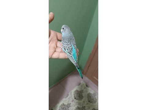 Yeni yeme düşmüş muhabbet kuşu yavrular